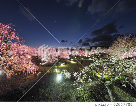 鈴鹿の森庭園のしだれ梅ライトアップ 鈴鹿の森庭園のしだれ梅ライトアップ 62657709
