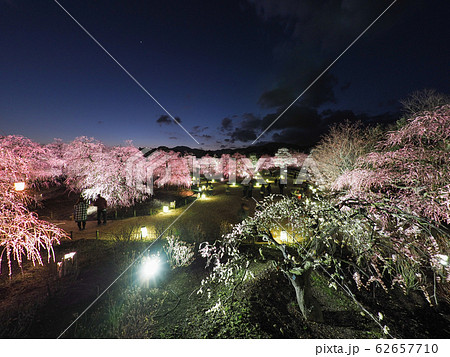 鈴鹿の森庭園のしだれ梅ライトアップ 鈴鹿の森庭園のしだれ梅ライトアップ 62657710