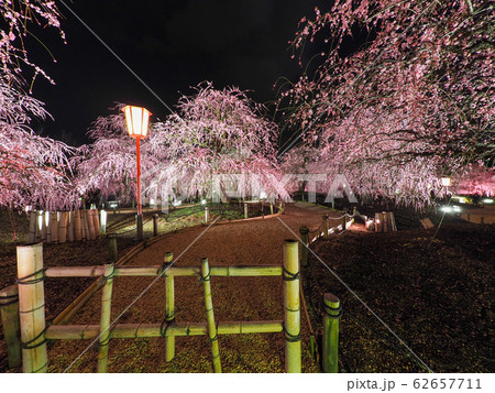 鈴鹿の森庭園のしだれ梅ライトアップ 62657711