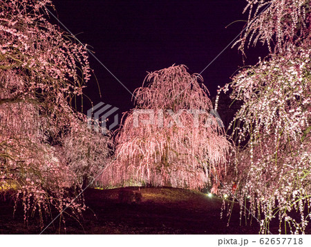 鈴鹿の森庭園のしだれ梅ライトアップ 鈴鹿の森庭園のしだれ梅ライトアップ 62657718