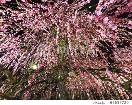 鈴鹿の森庭園のしだれ梅ライトアップ 62657720