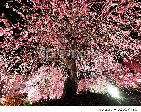 鈴鹿の森庭園のしだれ梅ライトアップ 鈴鹿の森庭園のしだれ梅ライトアップ 62657725