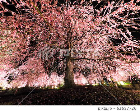 鈴鹿の森庭園のしだれ梅ライトアップ 62657726
