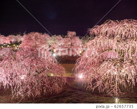 鈴鹿の森庭園のしだれ梅ライトアップ 62657735