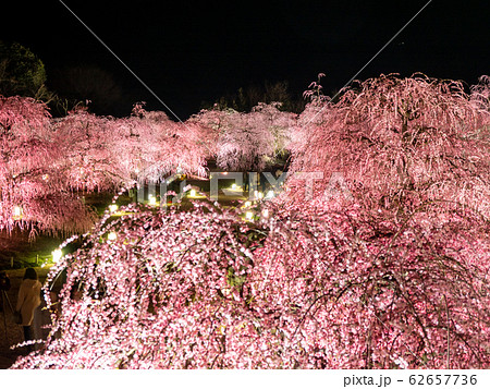 鈴鹿の森庭園のしだれ梅ライトアップの写真素材