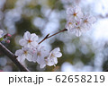 桜02 62658219