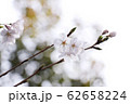 桜03 62658224
