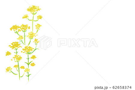 おみなえし 62658374