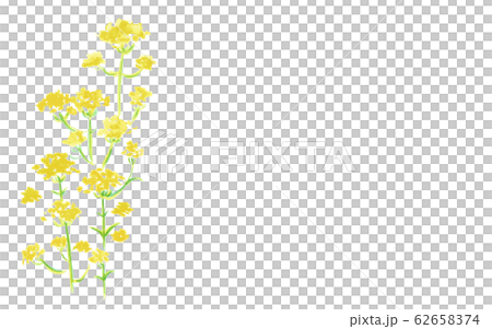 Ominaeshi Ominaeshi 62658374