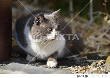 まん丸な猫 62658480