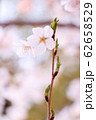 桜06 62658529