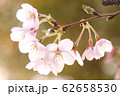 桜07 62658530