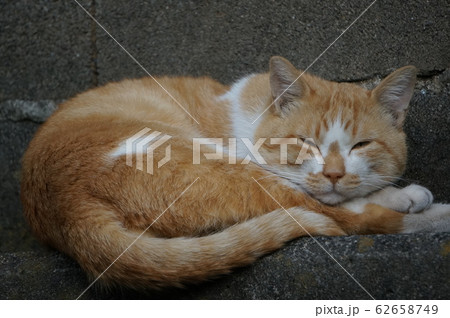 壁際で眠る猫 壁際で眠る猫 62658749