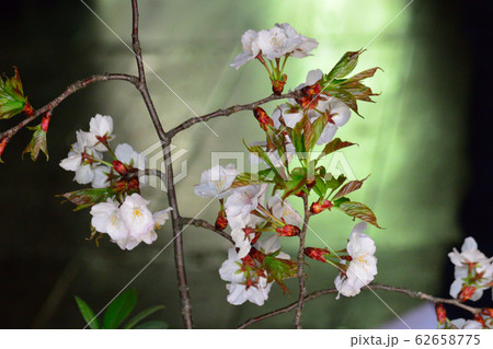 明るい庭の前で花が咲いています。 明るい庭の前で花が咲いています。 62658775
