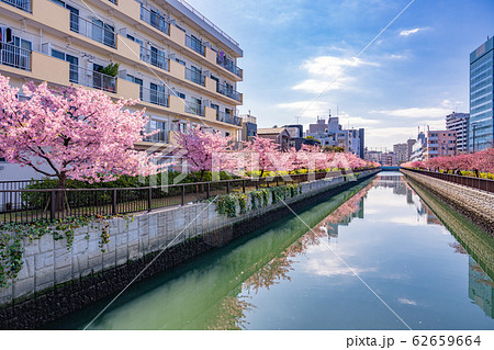 東京都　木場　大横川沿いの桜並木 62659664