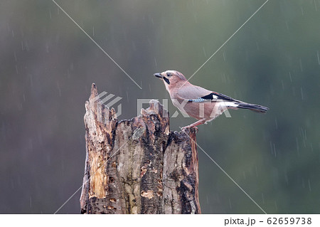 About jay and rain 62659738