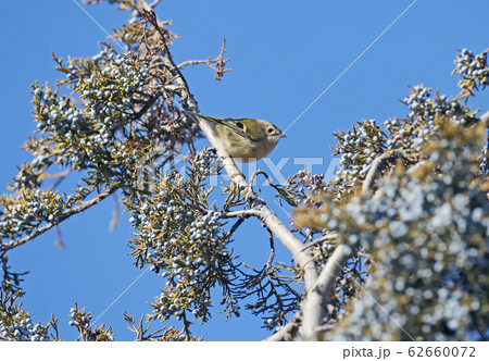 Winter little fun Winter little fun 62660072