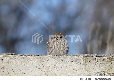 Once again about the little owl Once again about the little owl 62660080