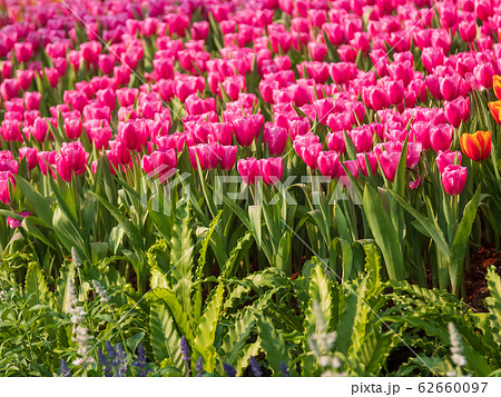 Fresh and nature a group of colorful tulip 62660097