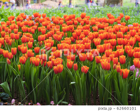 Fresh and nature a group of colorful tulip Fresh and nature a group of colorful tulip 62660101