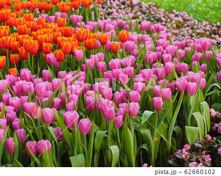 Fresh and nature a group of colorful tulip 62660102