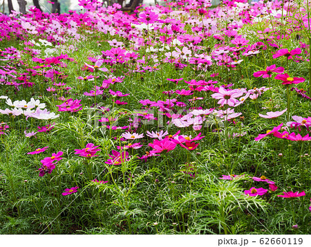 The field of fresh and natural colorful cosmos 62660119