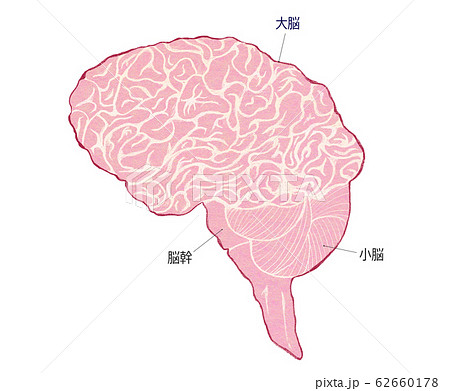 脳の全体像 大脳と小脳と脳幹のアナログイラストのイラスト素材