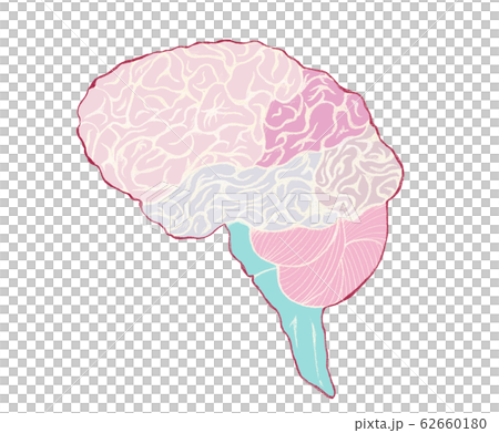 大腦和小腦的整體圖像顏色編碼 無名稱 62660180