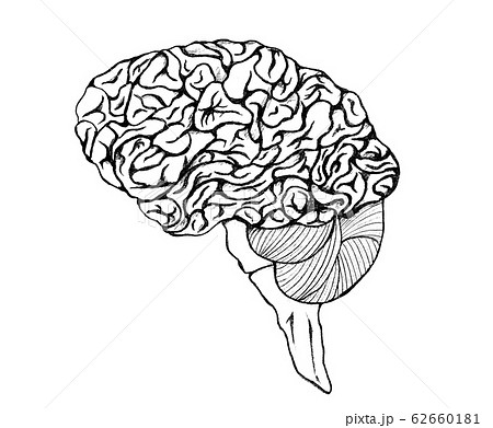 白黒で描いた脳の全体像のイラスト素材