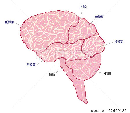 部位別に名称を記載した人の脳全体図イラスト のイラスト素材