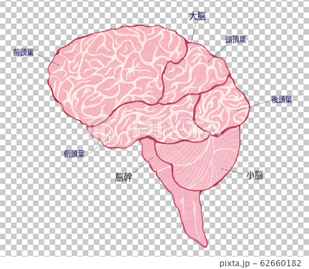 部位別に名称を記載した人の脳全体図イラスト のイラスト素材