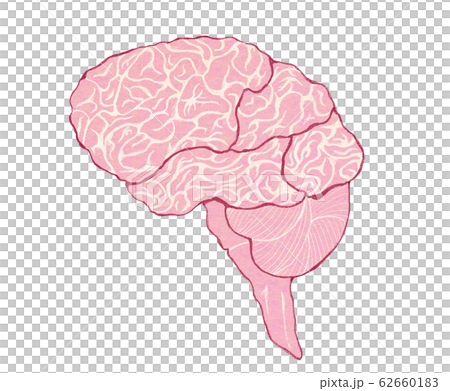 腦部概述-線段分割-無文字 62660183
