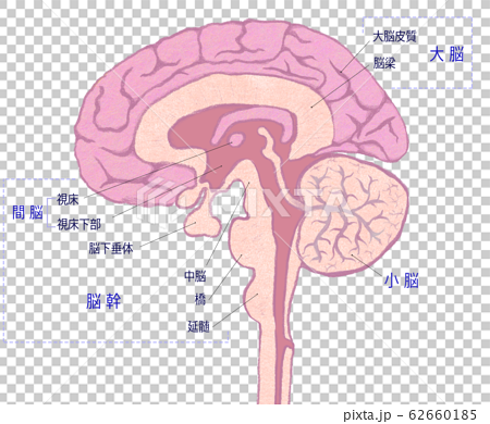 選択した画像 脳 断面図 イラスト フリー 230010-脳 断面図 イラスト フリー - gamblogapix