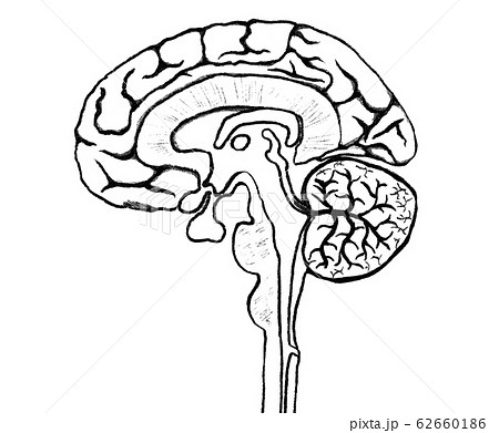 脳の断面図 構造 モノクロのアナログ線画のイラスト素材