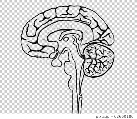 脳の断面図 構造 モノクロのアナログ線画のイラスト素材