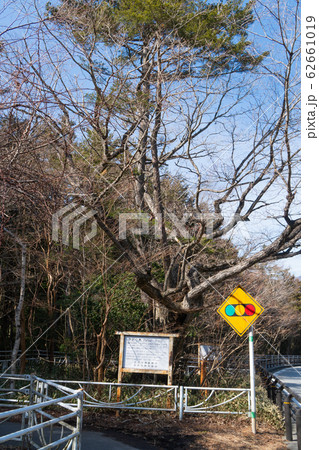 富岳風穴付近のやどり木(河口湖エリア) 富岳風穴付近のやどり木(河口湖エリア) 62661019