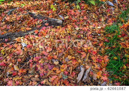 Autumn scenery of Oirase Gorge, Japan Autumn scenery of Oirase Gorge, Japan 62661087