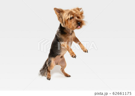 Studio shot of yorkshire terrier dog isolated on white studio background Studio shot of yorkshire terrier dog isolated on white studio background 62661175