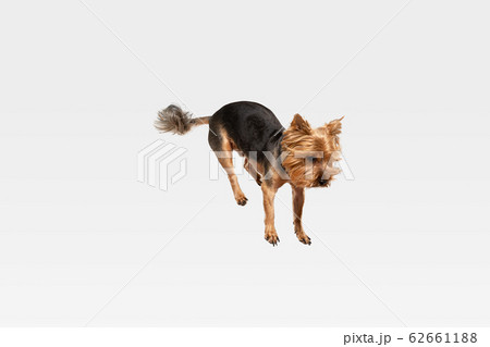 Studio shot of yorkshire terrier dog isolated on white studio background Studio shot of yorkshire terrier dog isolated on white studio background 62661188