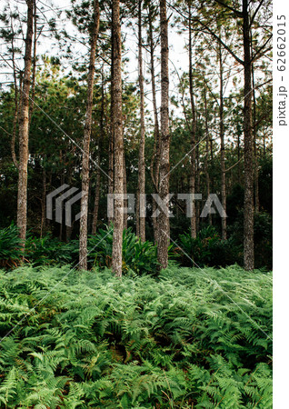 Green fern bush lush fresh pure natural forest 62662015