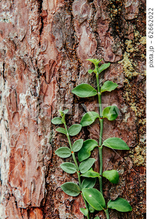 Green creeper climbing plant on rough surface Green creeper climbing plant on rough surface 62662022