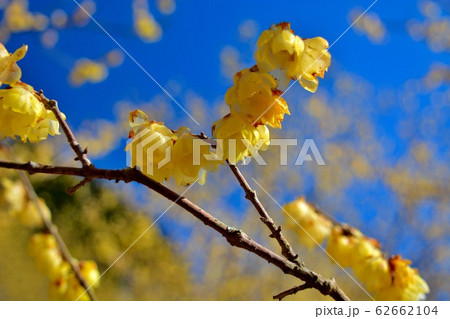ろうばい祭り・神奈川・松田町・寄（やどりき）・鈴なりに咲いた可憐なロウバイ（１） 62662104