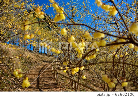 ろうばい祭り・神奈川・松田町・寄（やどりき）・ロウバイの林の中を進む園路（３） 62662106