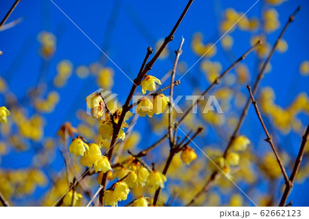 ろうばい祭り・神奈川・松田町・寄（やどりき）・見事な枝振りのロウバイ（２） 62662123