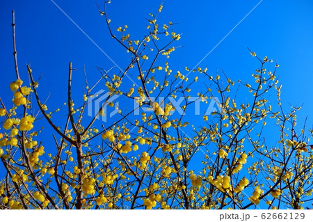 ろうばい祭り・神奈川・松田町・寄（やどりき）・見事な枝振りのロウバイ（３） 62662129