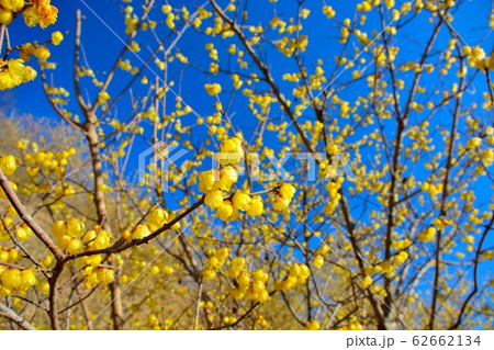 ろうばい祭り・神奈川・松田町・寄（やどりき）・見事な枝振りのロウバイ（４） 62662134