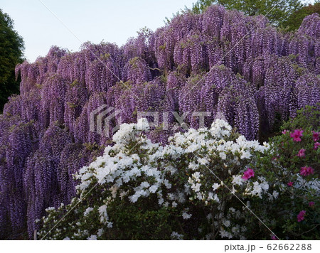 Hanging bunches of purple Wisteria and white Hanging bunches of purple Wisteria and white 62662288