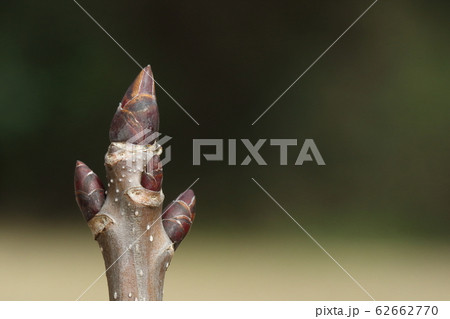 自然 植物 ハンカチノキ 冬芽と葉痕 中国原産 花を包む白く大きな苞葉から名前がついたそうですの写真素材