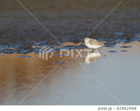 干潟のミユビシギ 干潟のミユビシギ 62662998