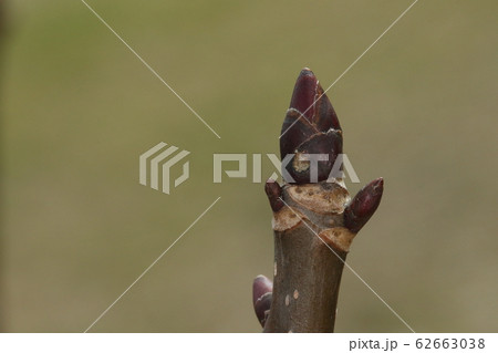自然　植物　ハンカチノキ、二月の冬芽と葉痕。冬芽は紫褐色の砲弾（？）型、葉痕は三日月形 62663038